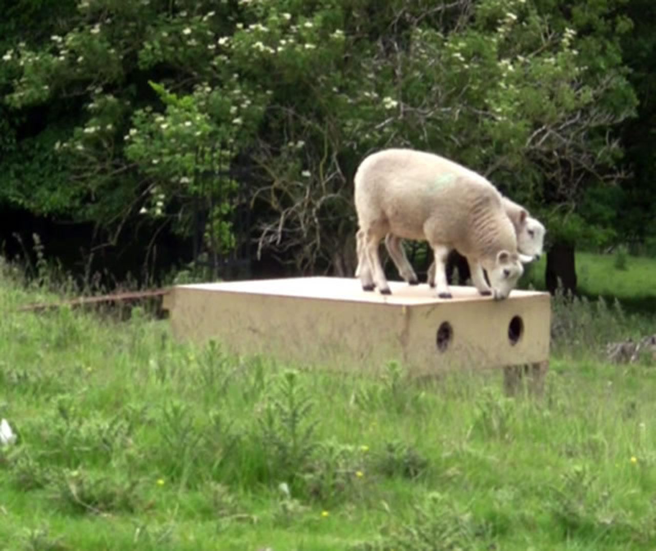 Spring lamb, Yorkshire Sculpture Park - 2015